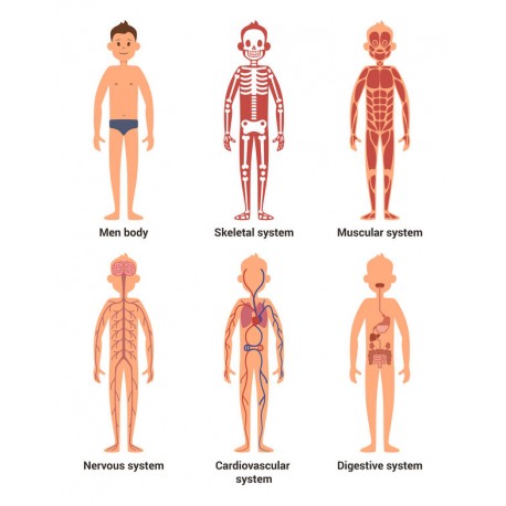 adhesif corps humain