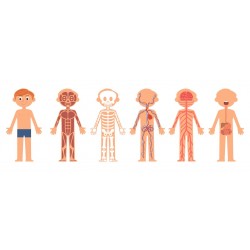 autocollant anatomie