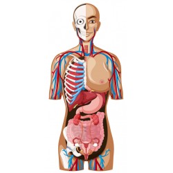 autocollant anatomie geant