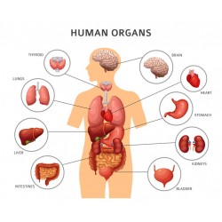 autocollant mural anatomie