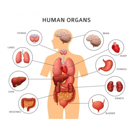 autocollant mural anatomie