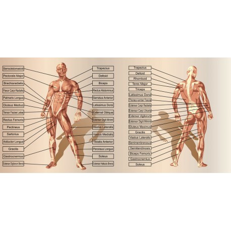 autocollant mural corps humain