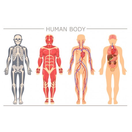 autocollants corps humain