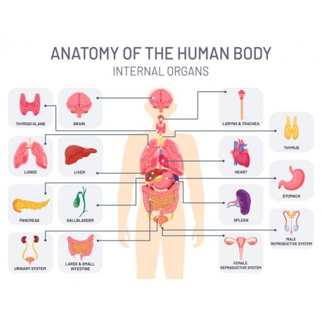 autocollants muraux corps humain