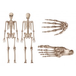 autocollants muraux squelette