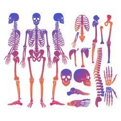 autocollant squelette