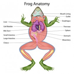 sticker anatomie grenouille