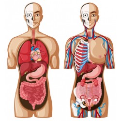 sticker corps humain