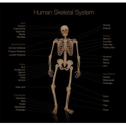 sticker squelette geant