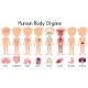 sticker mural anatomie