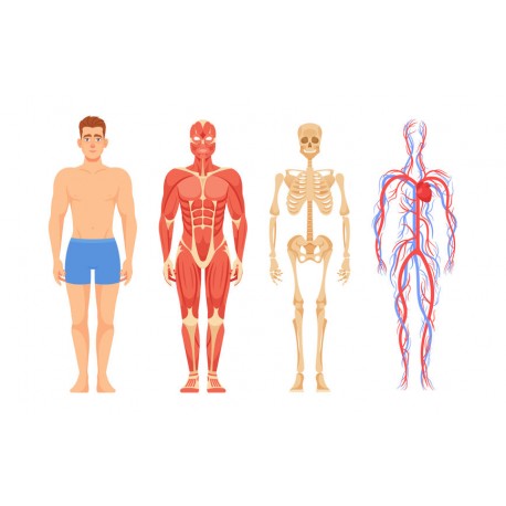 sticker mural corps humain