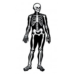 sticker mural squelette