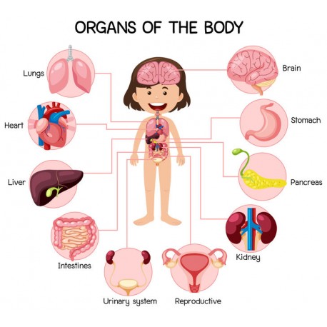 stickers corps fille