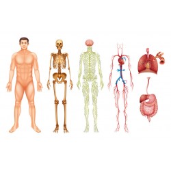 stickers corps humain