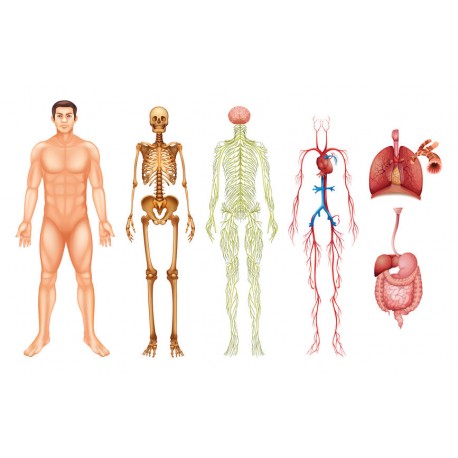 stickers corps humain