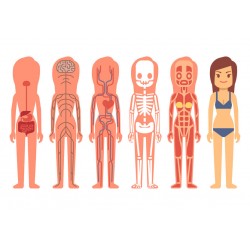 stickers muraux corps fille