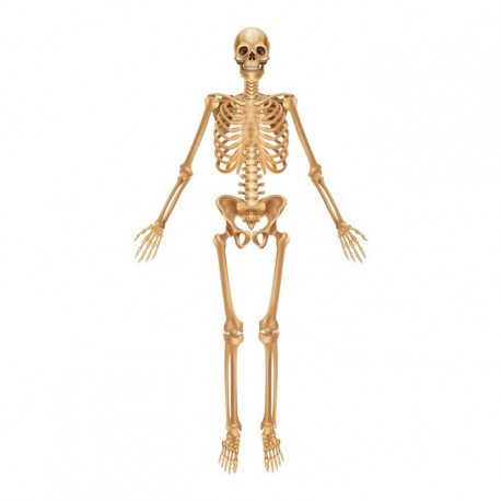 stickers muraux squelette