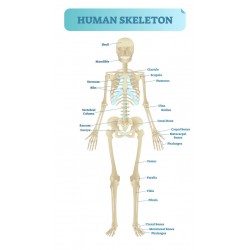 sticker squelette humain