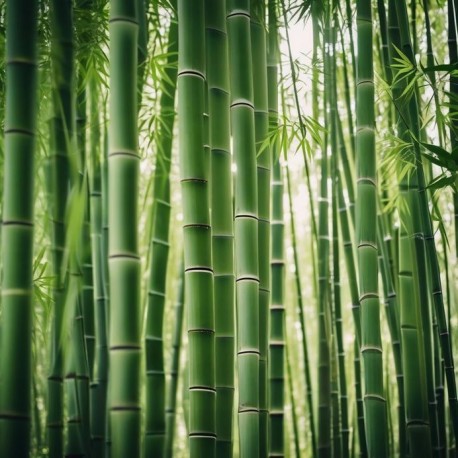 stickers muraux attrape reve fille