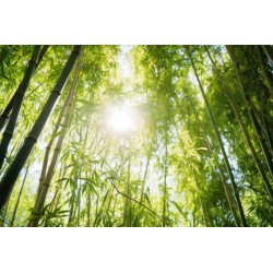 autocollant bambou geant