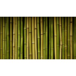 autocollant bambou lumiere