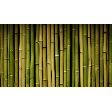 autocollant bambou lumiere