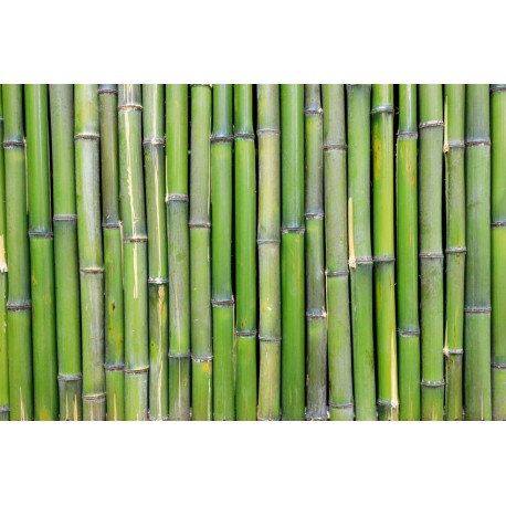 autocollant bambou tendance
