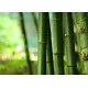 autocollant bambou decoration
