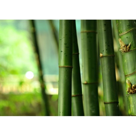 autocollant bambou decoration