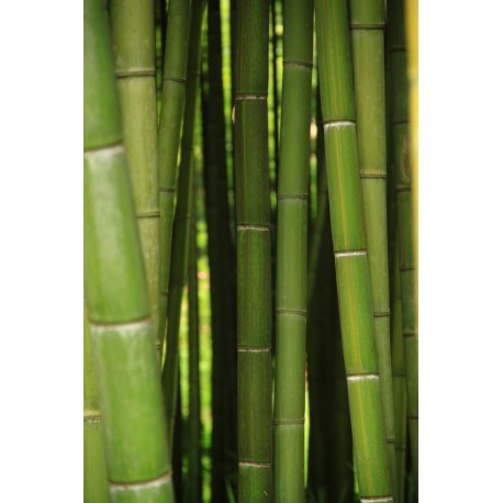 autocollant mural bambou salon