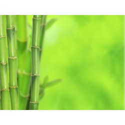 autocollant mural bambou tendance