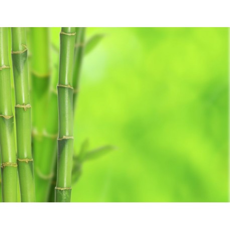 autocollant mural bambou tendance