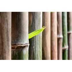 sticker bambou salon