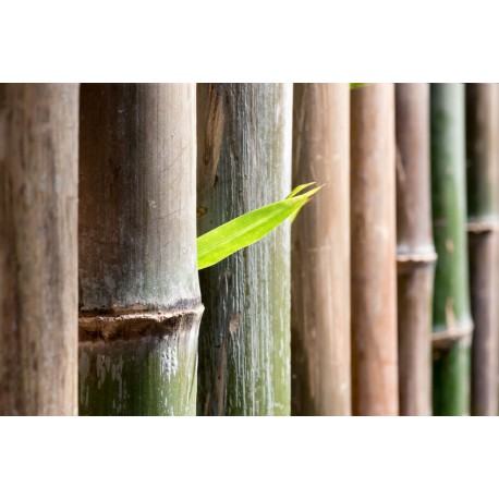 sticker bambou salon