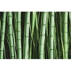 sticker bambou salon