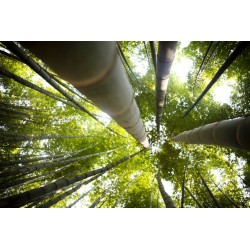 stickers muraux bambou chambre