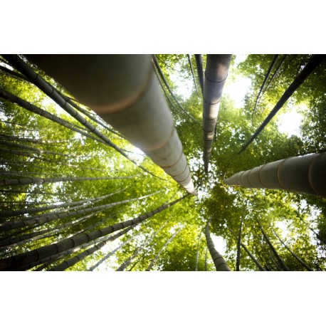 stickers muraux bambou chambre