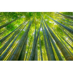 stickers muraux bambou deco