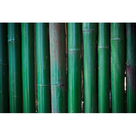 stickers muraux bambou pas cher