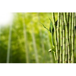 stickers muraux bambou salon