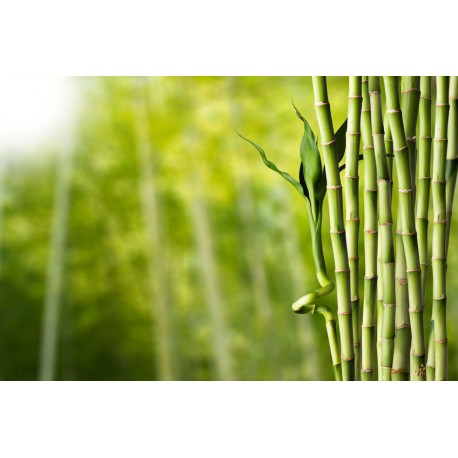 stickers muraux bambou salon