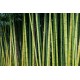 stickers muraux bambou tendance