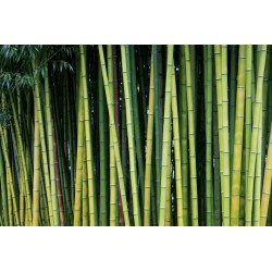 stickers muraux bambou tendance
