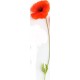 adhesif coquelicot chambre