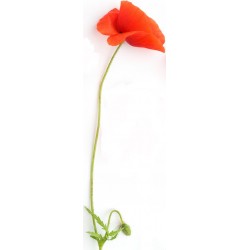 adhesif coquelicot longue tige