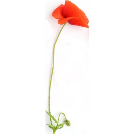 adhesif coquelicot longue tige