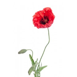adhesif coquelicot pas cher