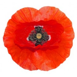 adhesif coquelicot tige