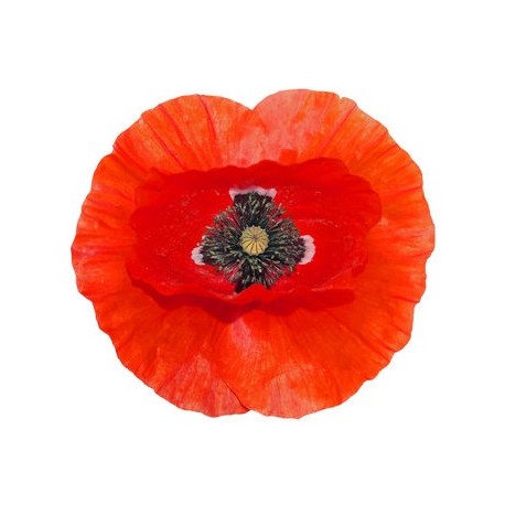 adhesif coquelicot tige