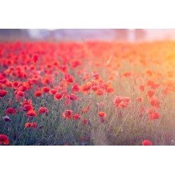 adhesif mural coquelicot chambre